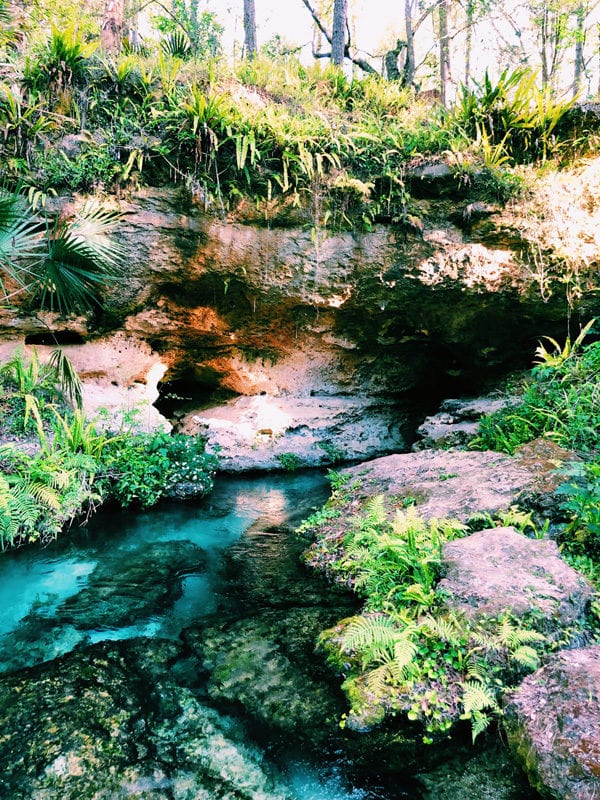 dried up waterfall at rock springs kelly park florida