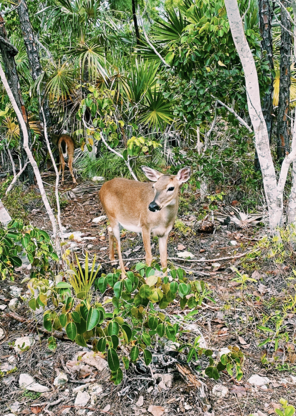 key deer big pine key