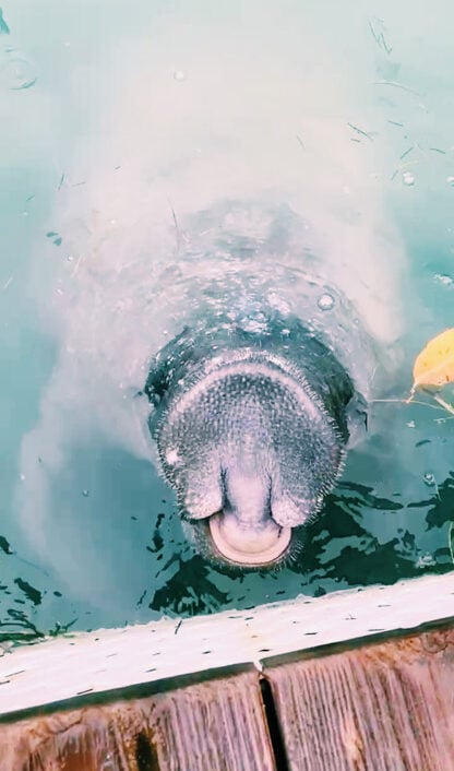 the hungry tarpon at robbies