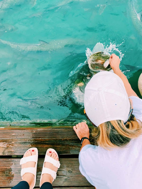 feeding tarpon at robbies in the keys 