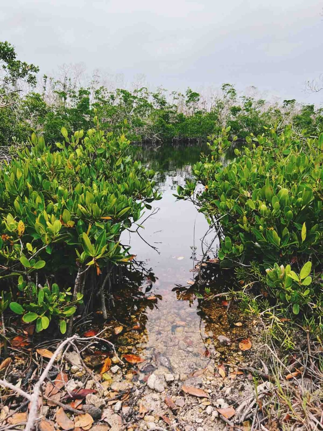 mangroves and the ocean view of Ding Darling After Hurricane Ian.